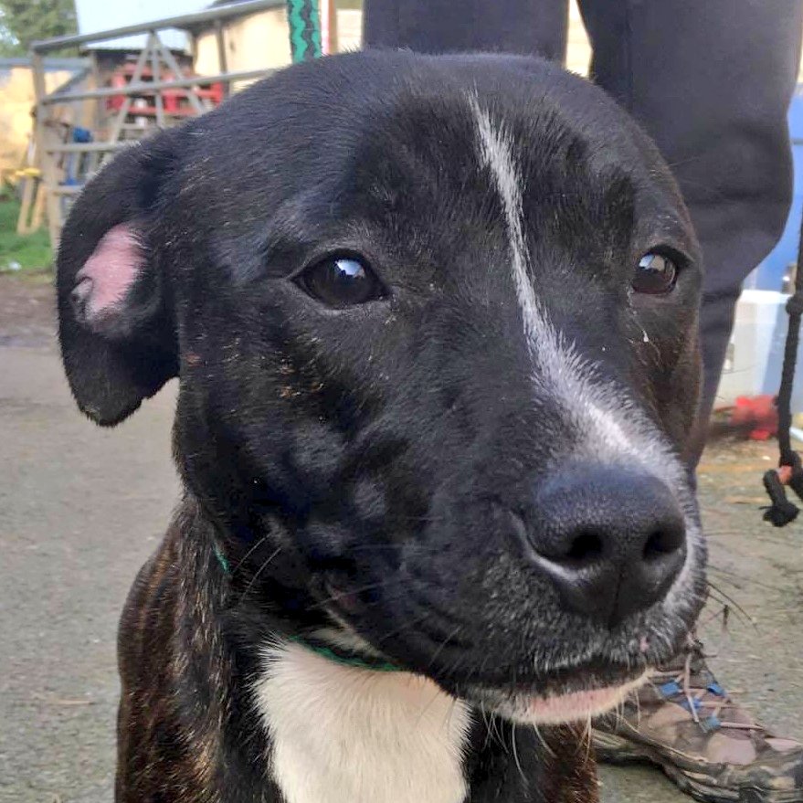 Molly 6 month old female Staffordshire Bull Terrier available for