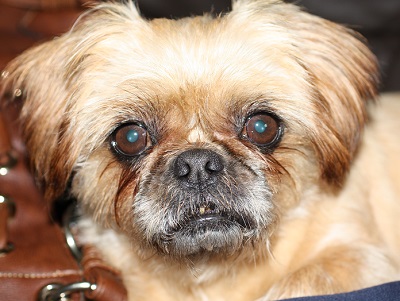 Peggy – 7 year old female Pug cross Lhasa Apso dog for adoption