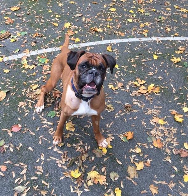Posts by Joey's Legacy Boxer Rescue Liverpool | Dogs for Adoption ...