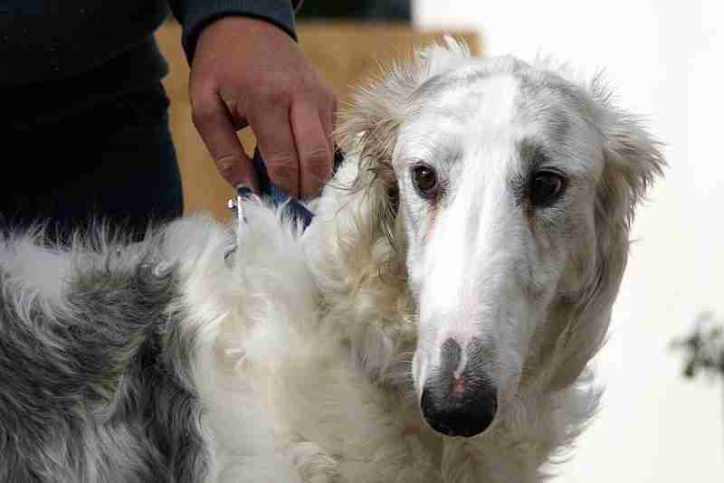borzoi rescue near me