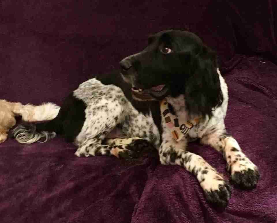Small Munsterlander Rescue Goldenacresdogs Small Munsterlander Rescue