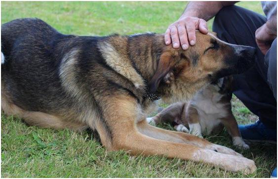 Diana – 1 1/2 year old female German Shepherd cross Spanish Mastin dog ...