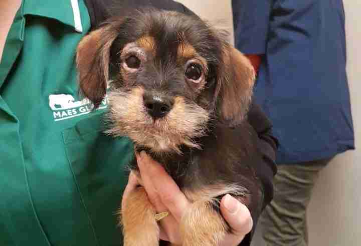 Anna 34 month old female Cavalier King Charles Spaniel Anna 34 month old female Cavalier King Charles Spaniel