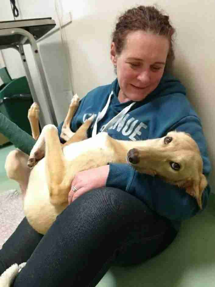 Dogs Now Rehomed Dogs For Adoption