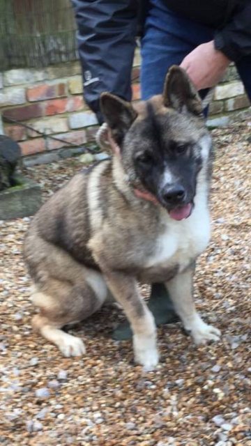 Paloma - 9 month old female Akita available for adoption