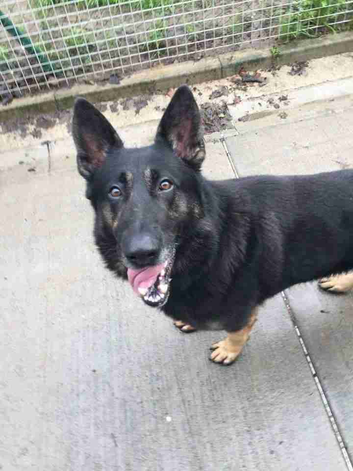 Bruce 3 year old male German Shepherd Dog available for adoption