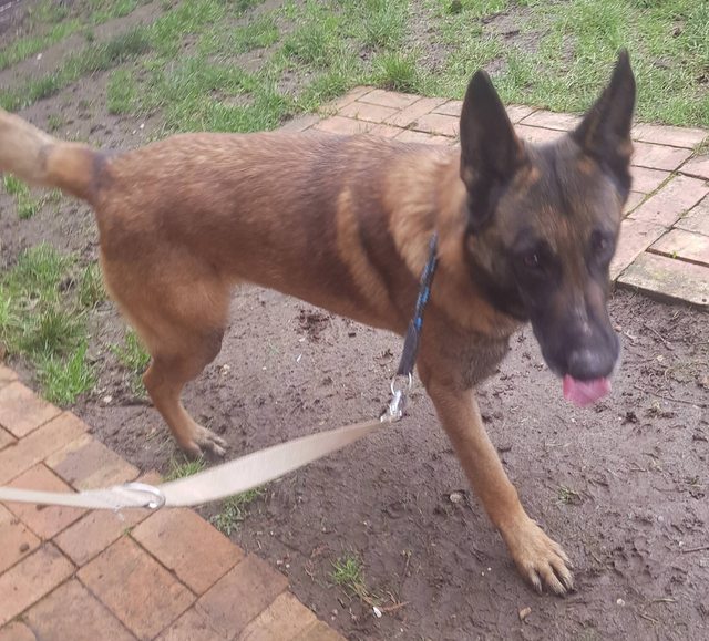 Belgian Shepherd Dogs For Adoption Dogsblog Com