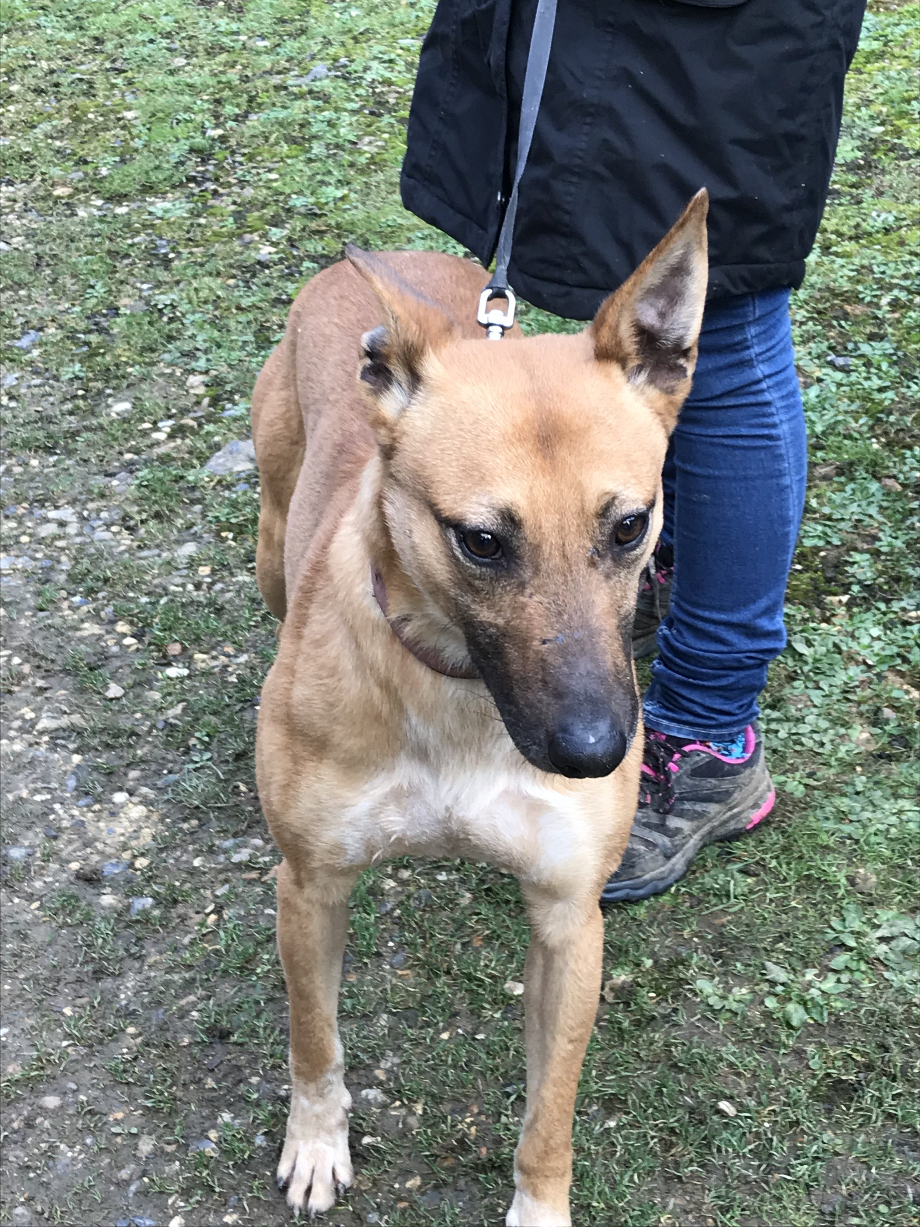 Mali 2 Year Old Male Lurcher Cross Available For Adoption