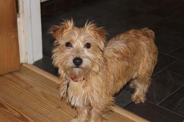 Poppy 1 Year Old Female Norfolk Terrier Cross Available For Adoption