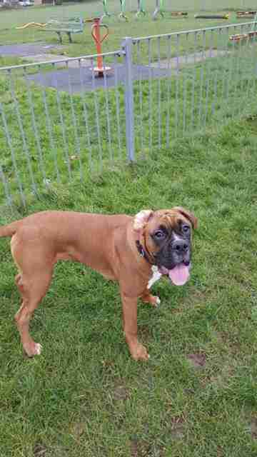 how long is 7 months in dog years