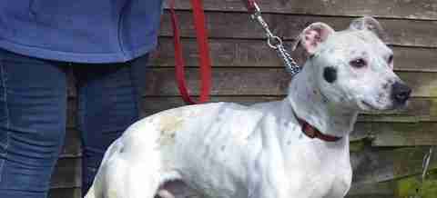 Allsorts Dog Rescue West Sussex Dogs For Adoption Dogsblog Com Page 6 Of 67