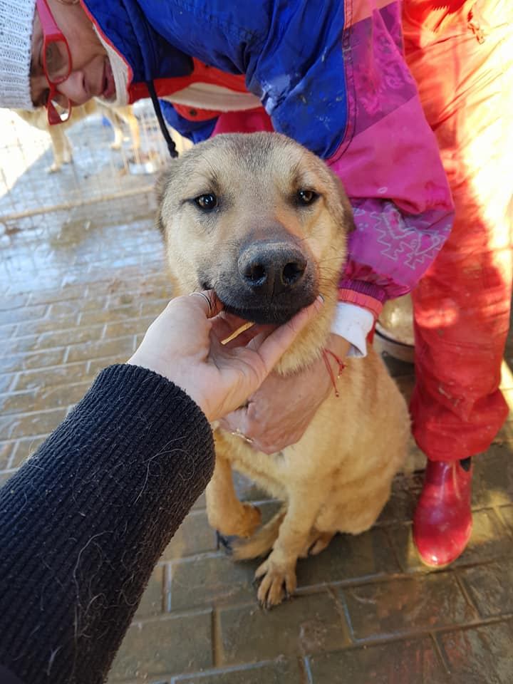 Rescued From Abroad Dogs For Adoption