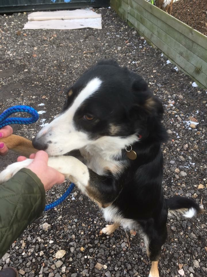 Rovers Dog Rescue Brentwood Essex Dogs for Adoption