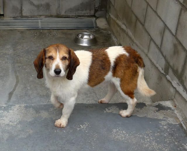 Sito 3 Year Old Male Beagle Cross Available For Adoption