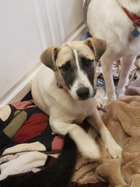 Lavish – 8 month old female Cross-Breed dog for adoption
