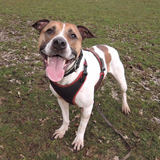 South East Dog Rescue - Dogs for Adoption - dogsblog.com - Page 15 of 71