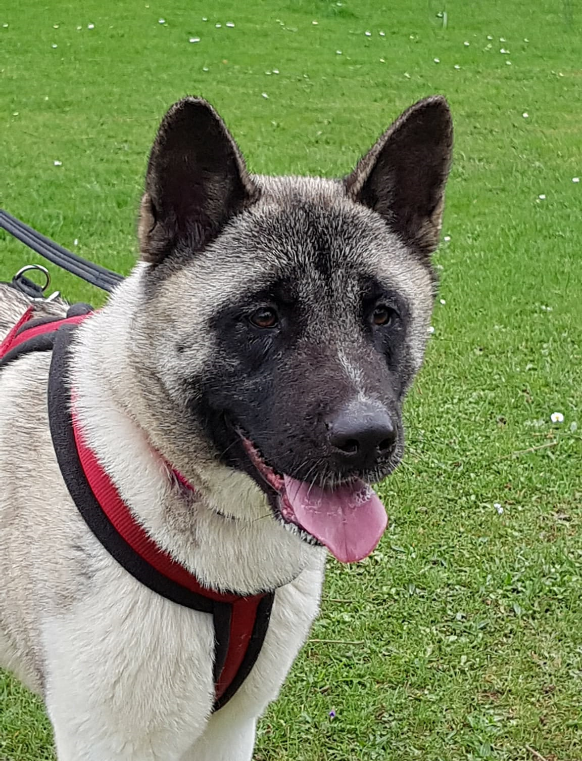 Akita 2 Years Old 2 Year Old American Akita.