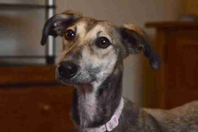 saluki whippet puppies