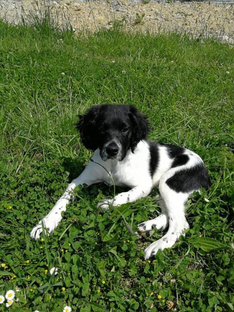 York – 5 month old male Brittany Spaniel dog for adoption