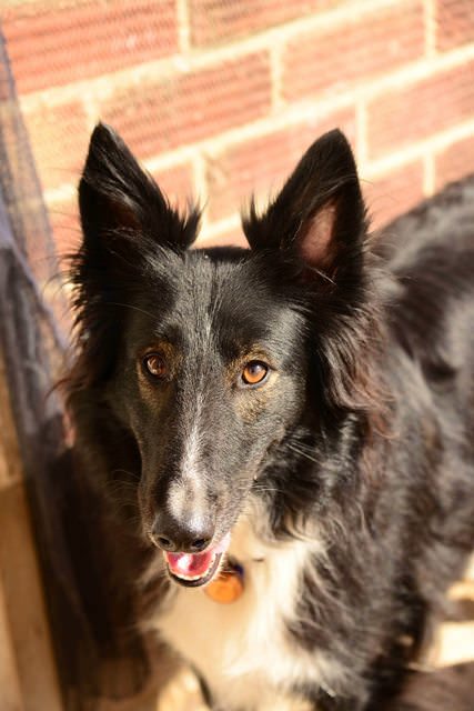 Rough Collie Cross Pointer Mix Jolly Collie Rough Cross Border Adoption Male Year Old