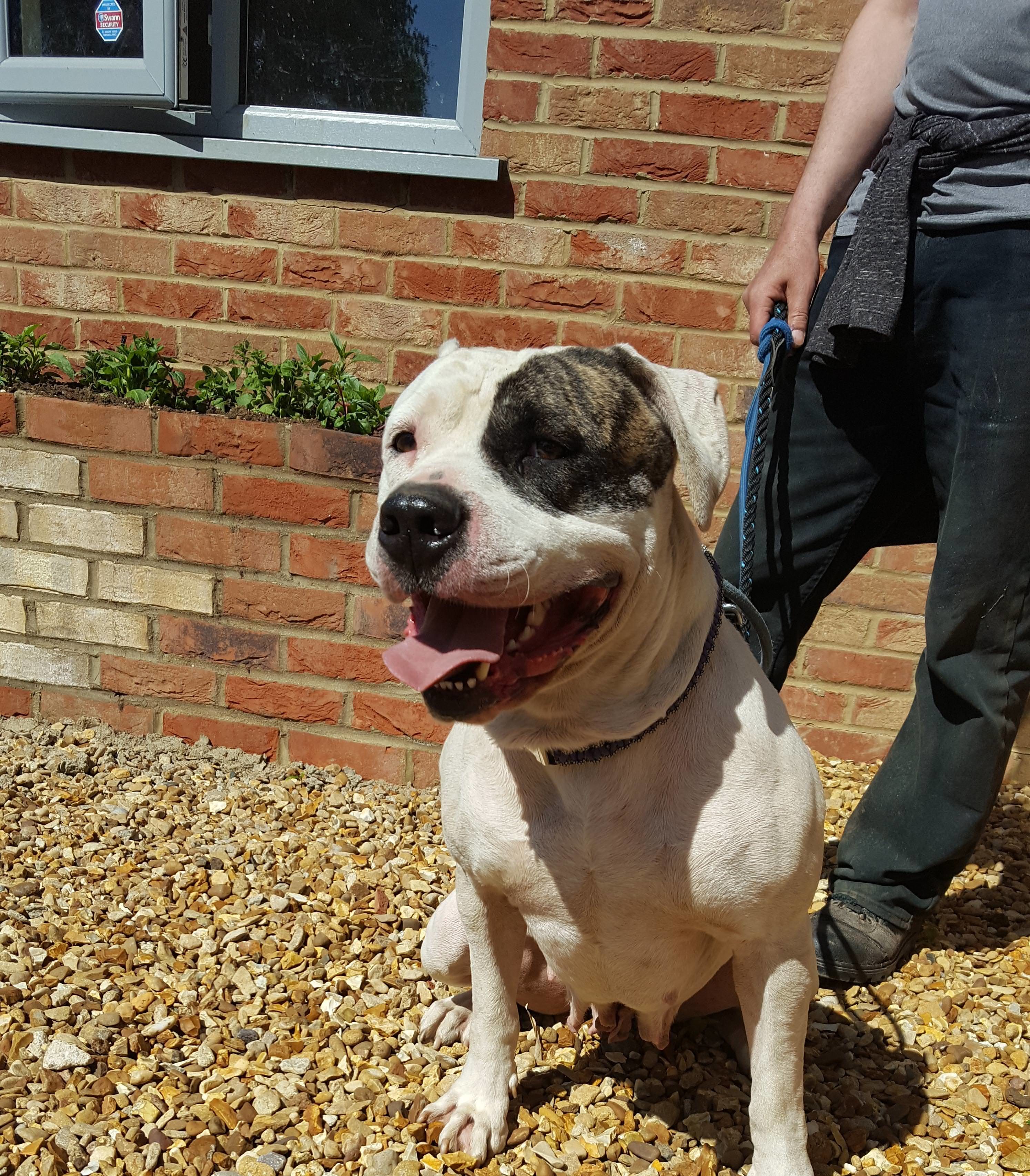 Posts by Partridge Farm Kennels Cambridgeshire | Dogs for Adoption ...