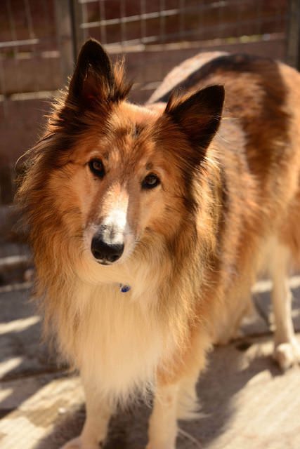 Shadow - 5 year old male Rough Collie available for adoption