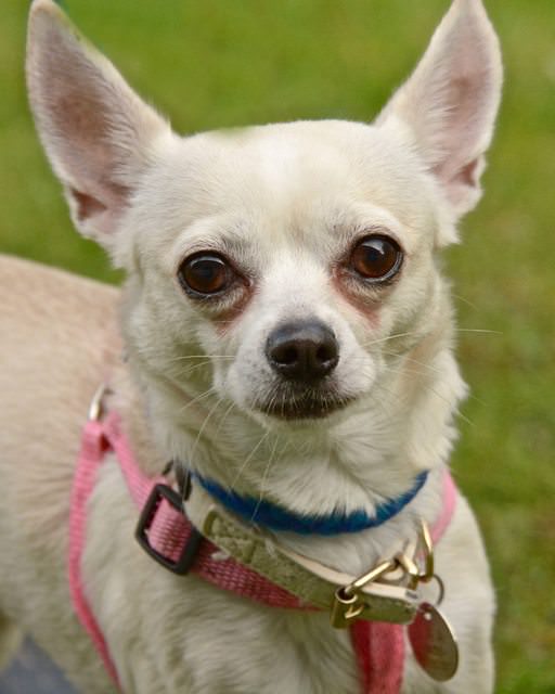 Lady Godiva – 3 year old female Chihuahua dog for adoption