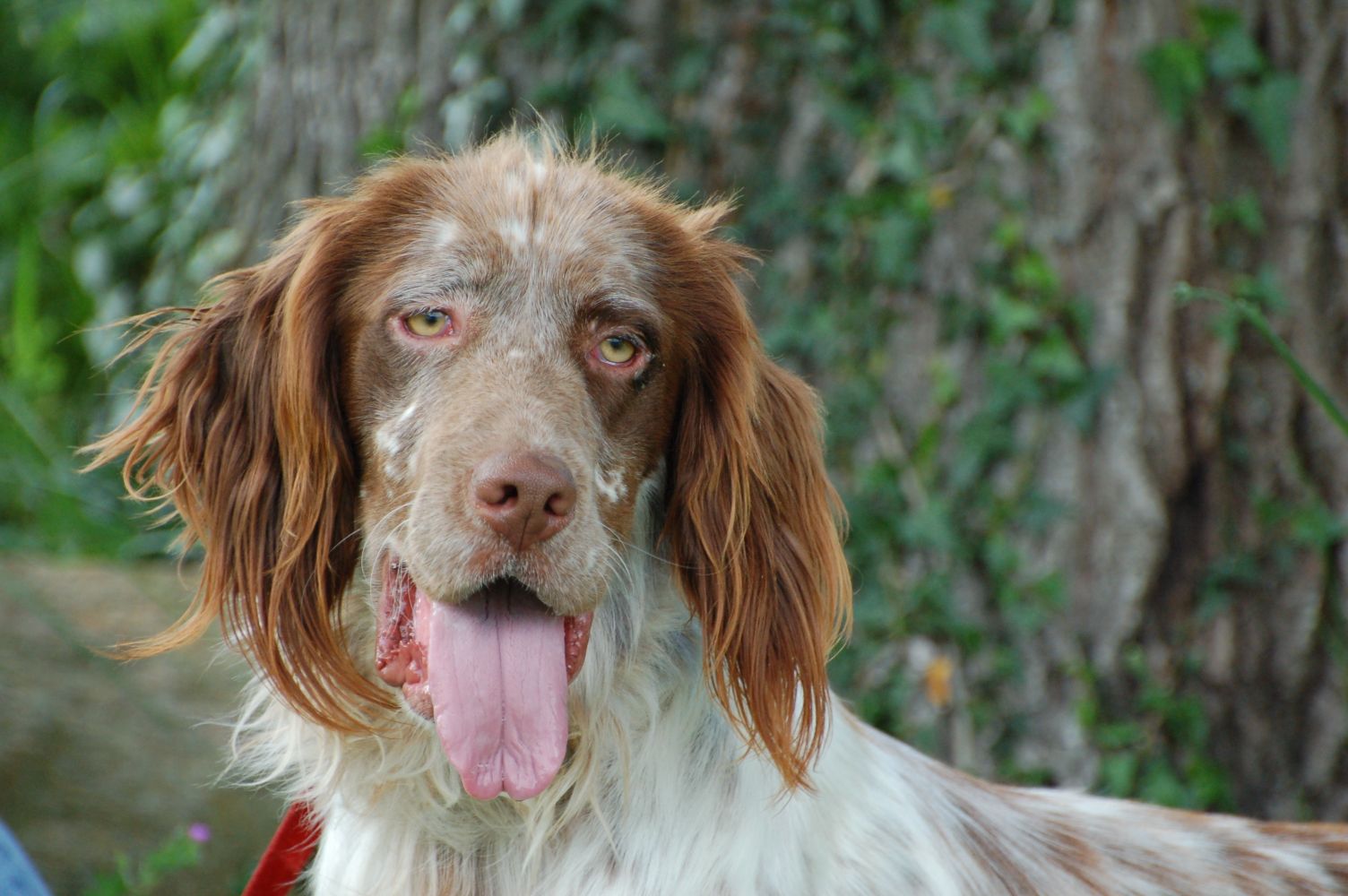 Panchi 2 Year Old Male English Setter Available For Adoption