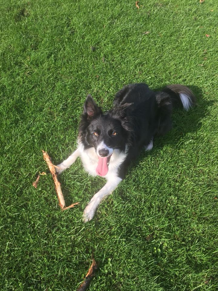 Tilly and Lister – 6 year old female Border Collie and 3 year old male ...