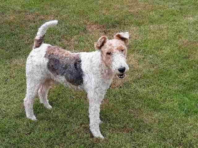 rescue wire haired fox terrier