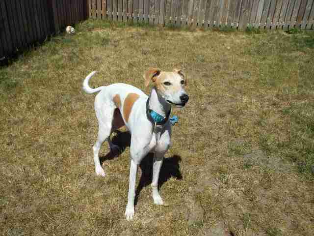 Lurcher Cross Dogs For Adoption Dogsblog Com