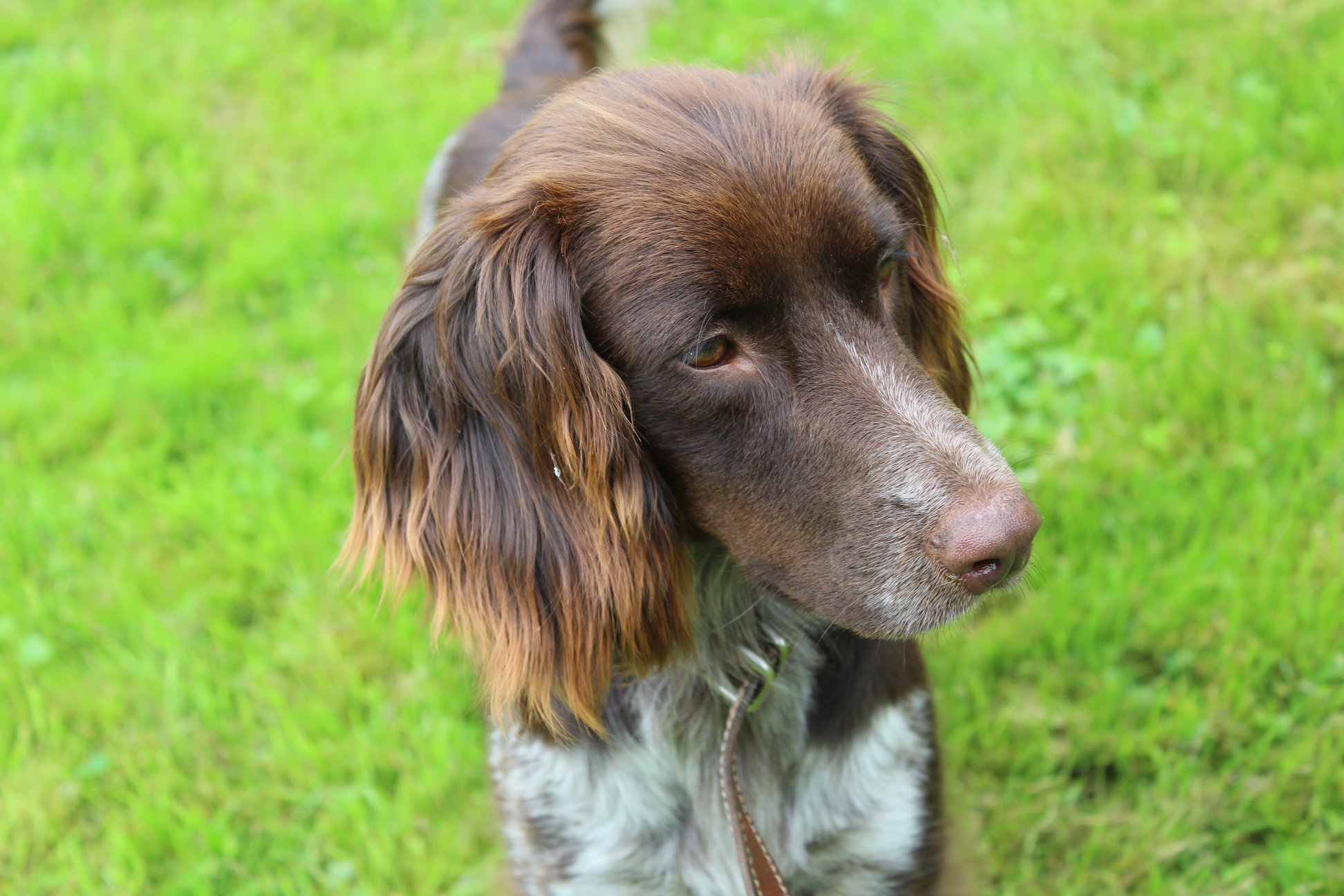 Posts by Setter, Brittany & Pointer Rescue | Dogs for Adoption & Rescue ...