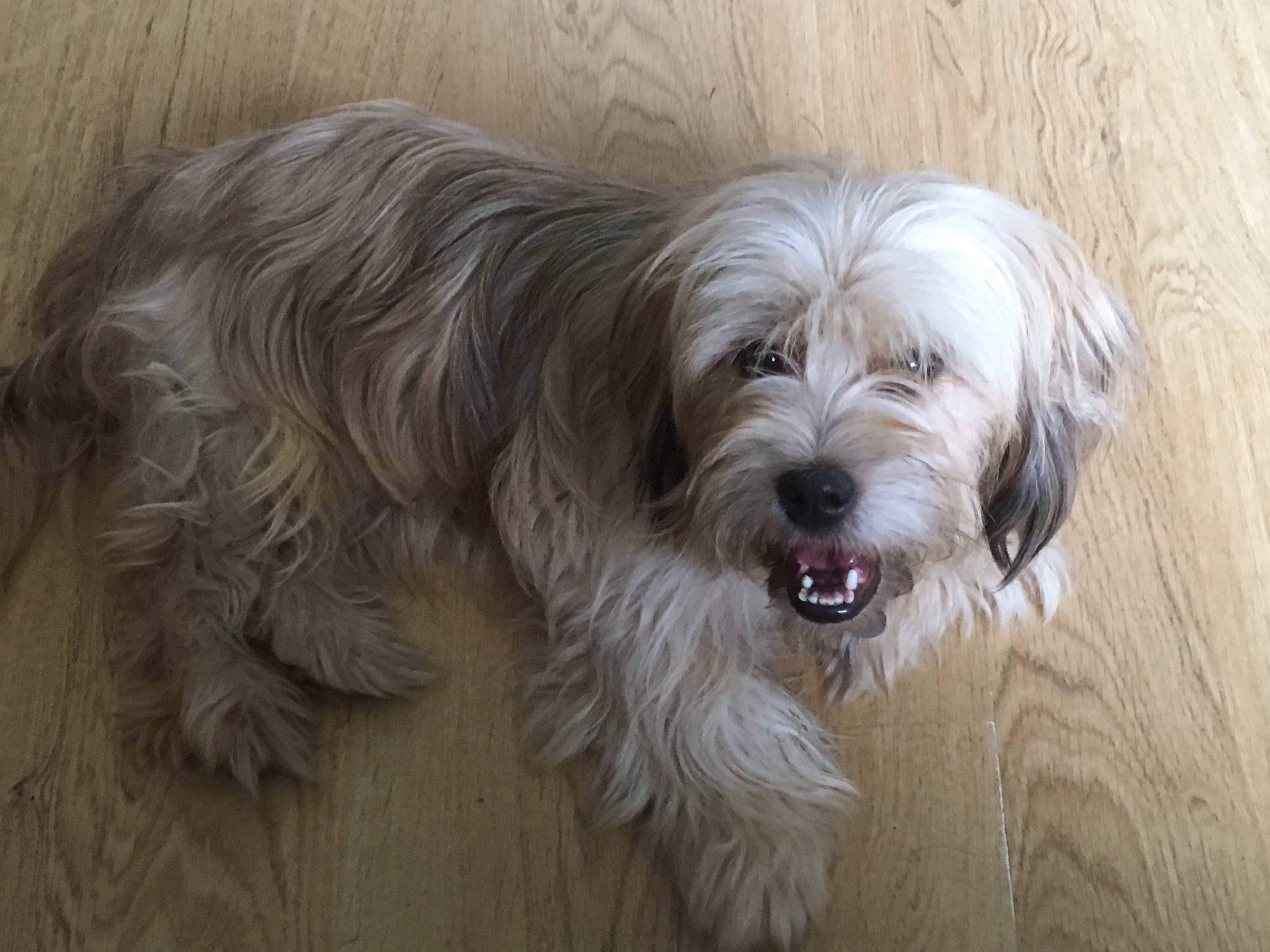 Pompeii – 2 year old male Shih Tzu Cross dog for adoption