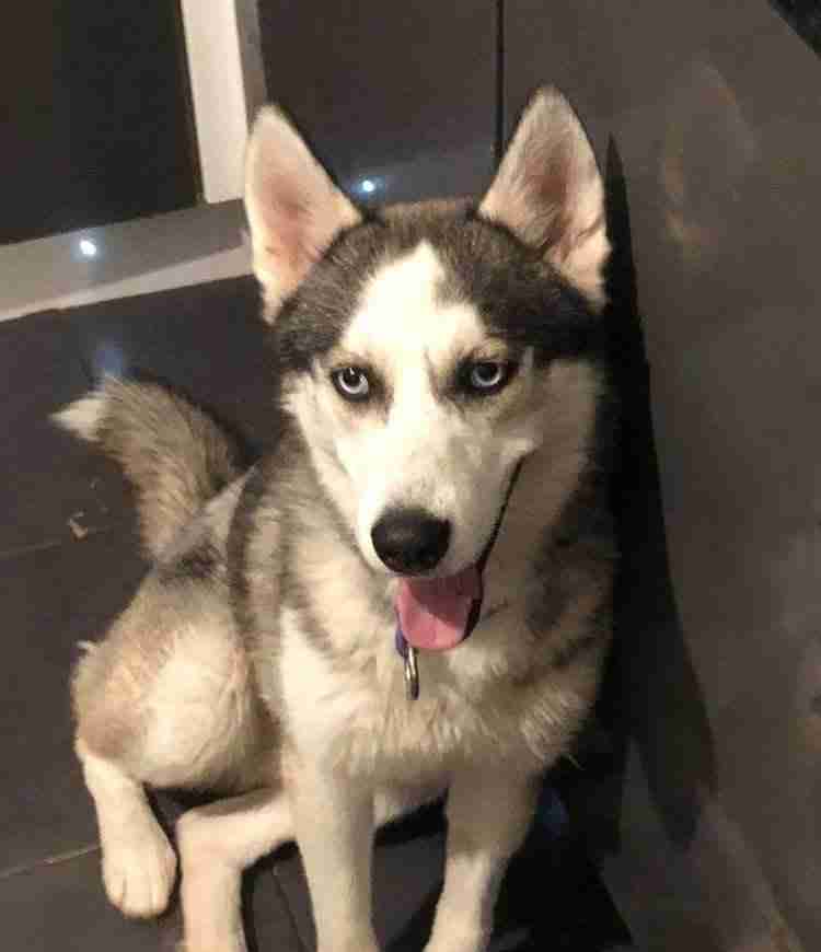 Luca 12 year old male Siberian Husky available for adoption