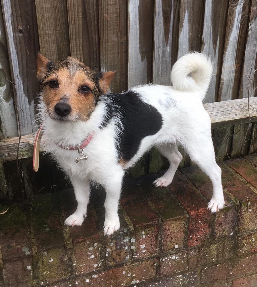 Penny 4 year old female Jack Russell Terrier available for adoption