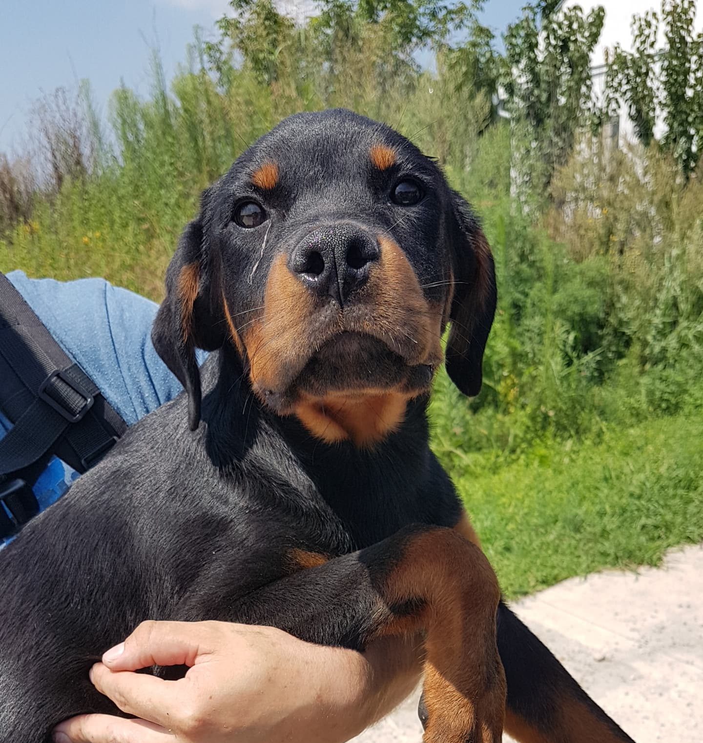 rottweiler month male dog rottie everest