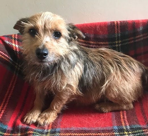 yorkshire terrier cross jack russell for sale