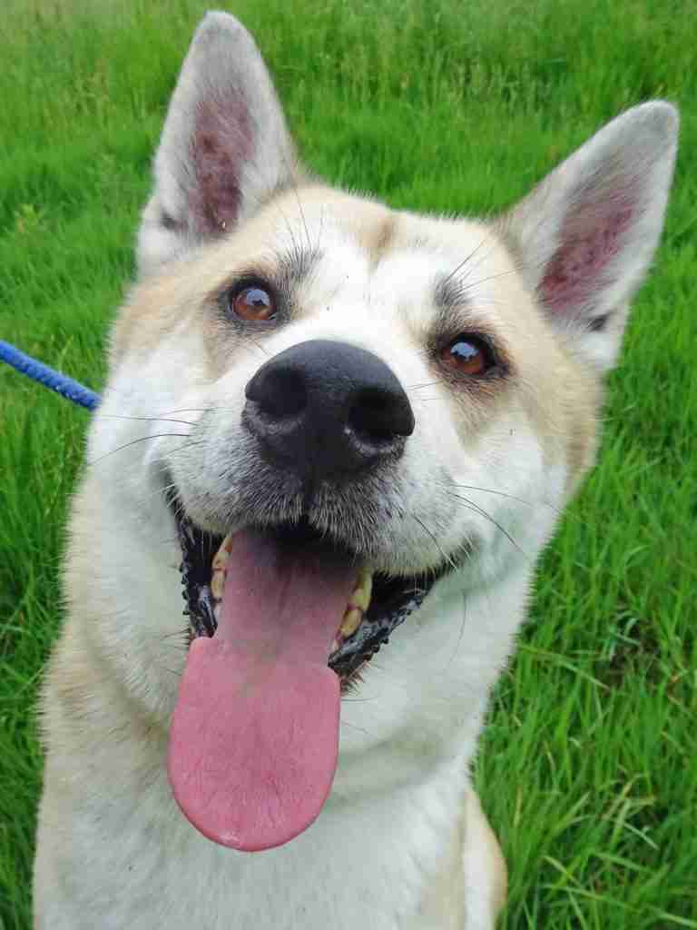 Suki 5 year old female Japanese Akita available for adoption