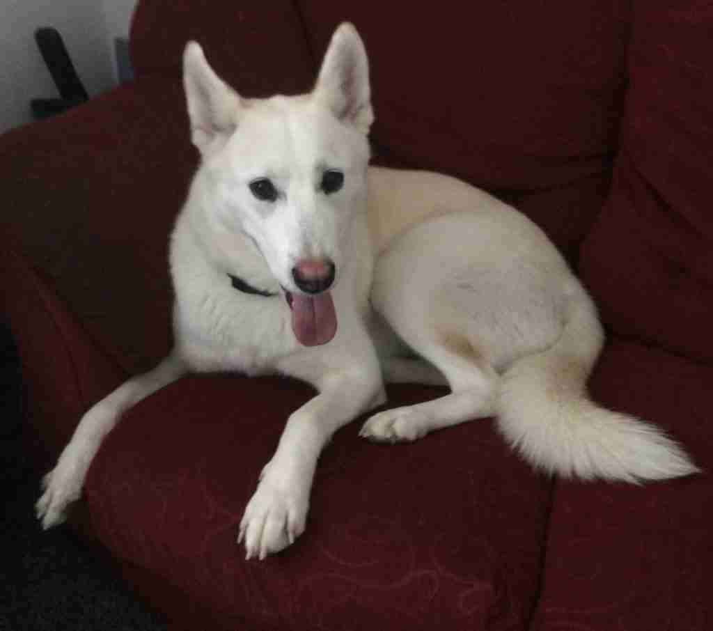 Dogs Now Rehomed Dogs For Adoption