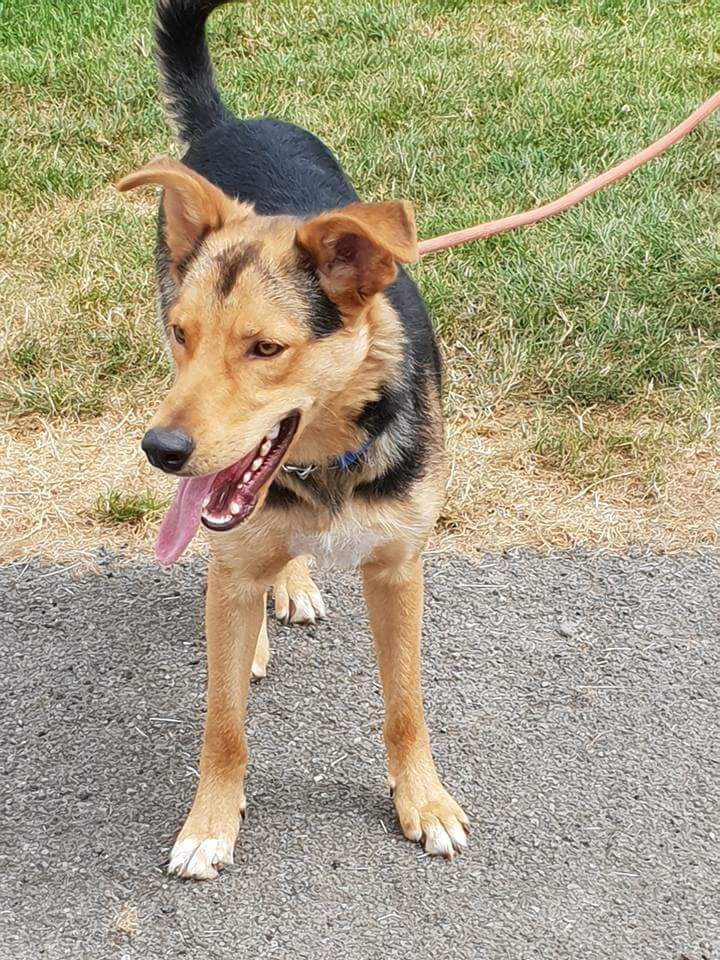 Posts by South West GSD Rescue | Dogs for Adoption & Rescue - DogsBlog ...