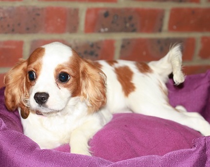 Daisy – 16 week old female Cavalier King Charles Spaniel dog for adoption