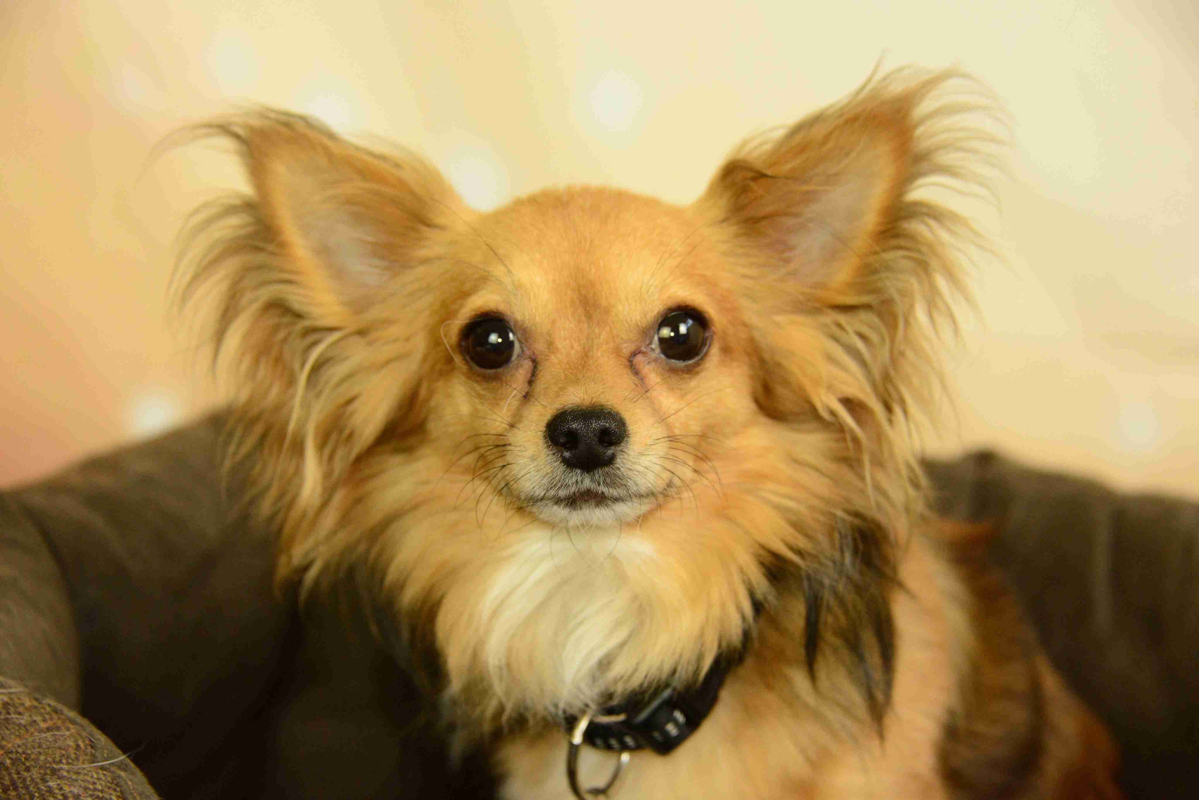 Papillon Cross Chihuahua 2025