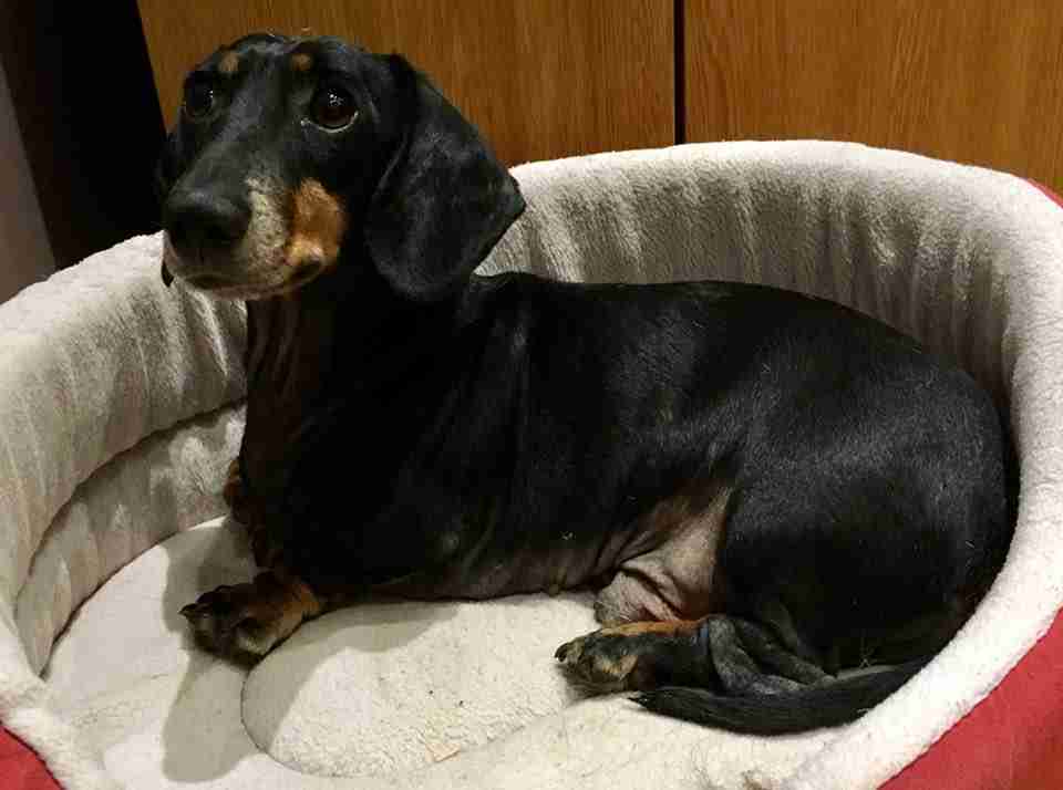 Micky 6 year old male miniature dachshund dog for adoption