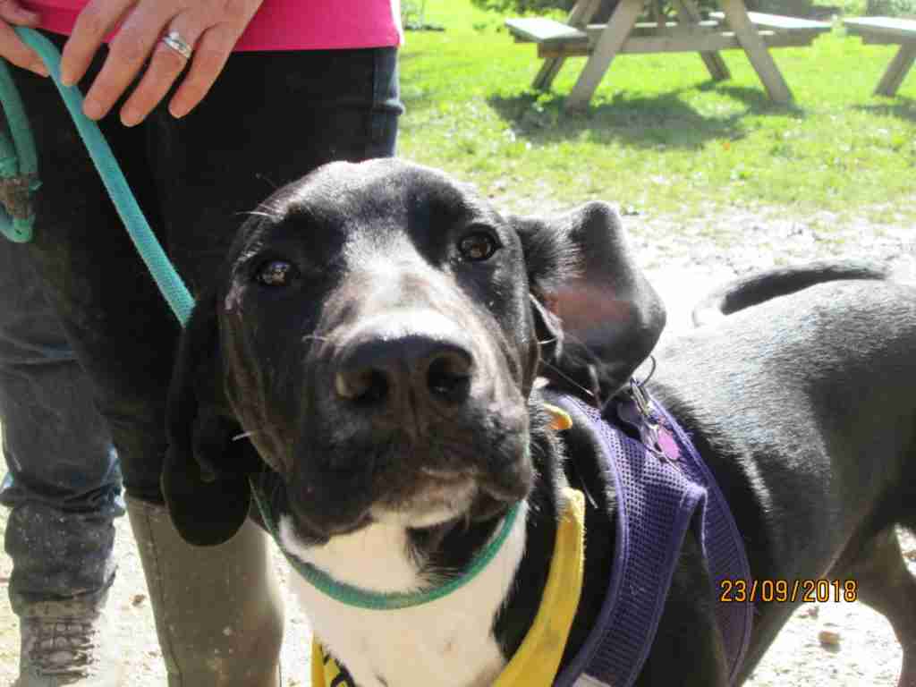 Starfish Dog Rescue Gloucestershire Dogs for Adoption