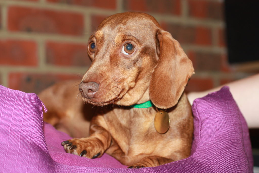 Violet - 2 year old female Dachshund available for adoption