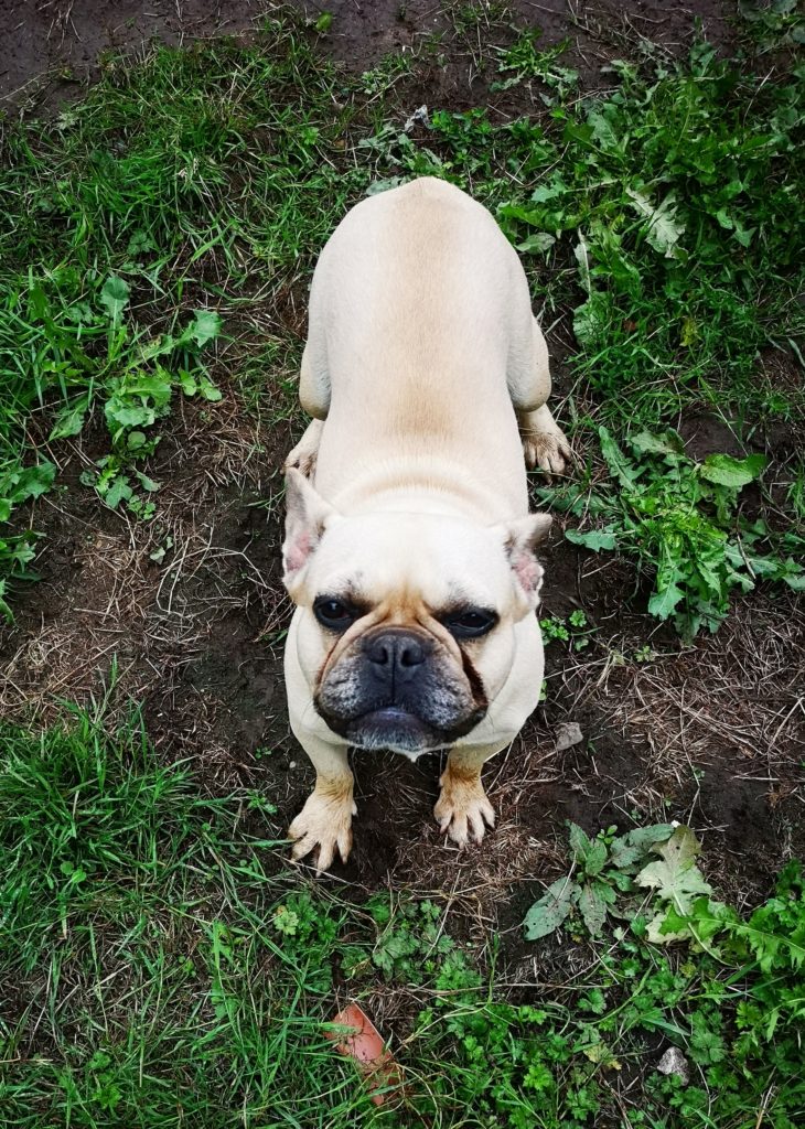 Anya - 2 year old female French Bulldog available for adoption