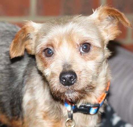 Bob - 4 year old male Yorkshire Terrier available for adoption