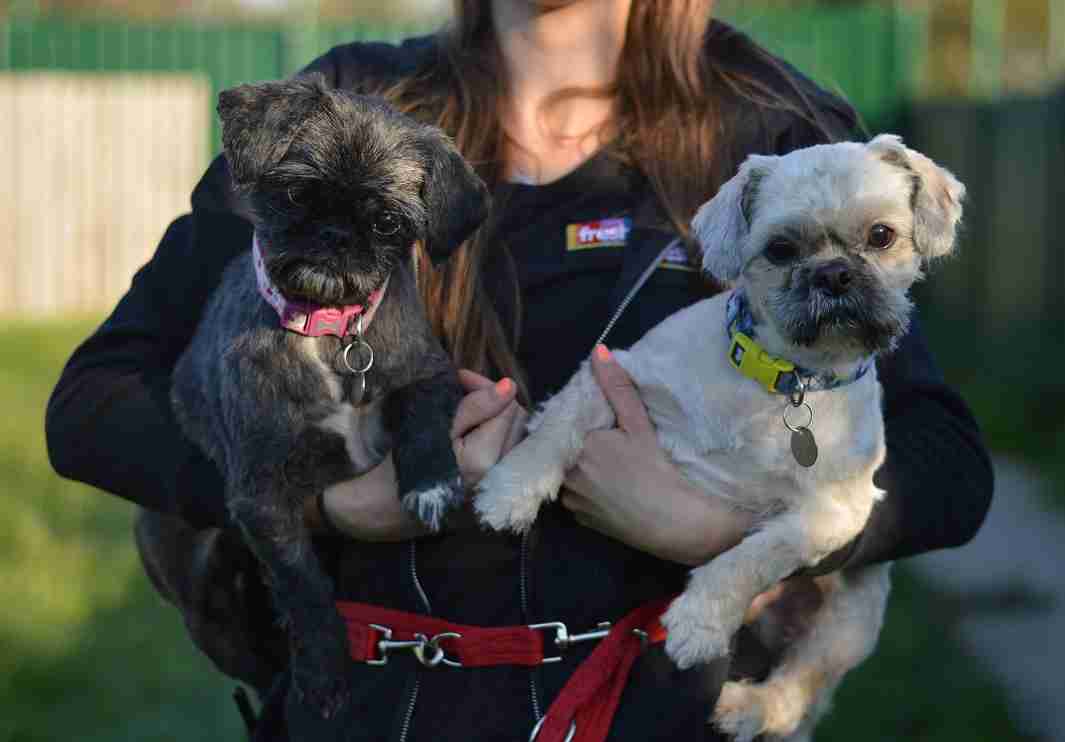 Dog Rescue Liverpool, Dog Rehoming – WPFQTM