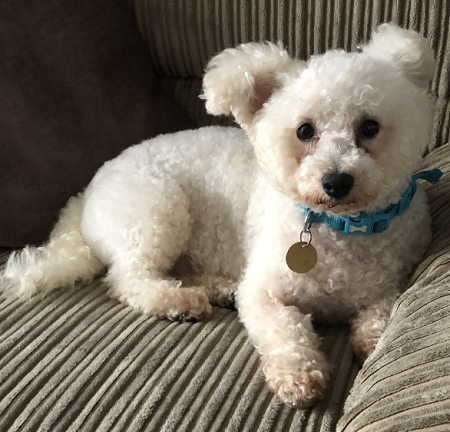 Flossie - 2 year old female Bichon Frise available for adoption