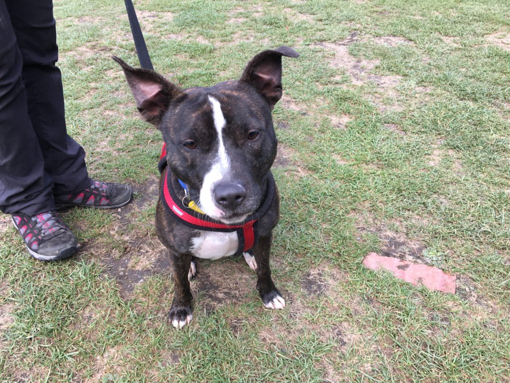 staffy dog teddy